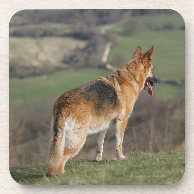 Porta-copo Alemão Shephard que olha abaixo do monte (Frente)