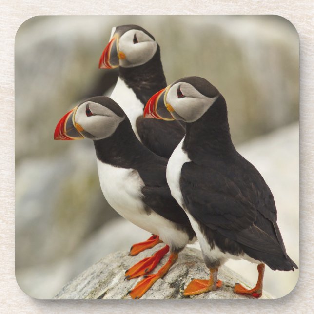 Porta-copo Alfinões-do-Atlântico na Ilha do Selo de Machias (Frente)