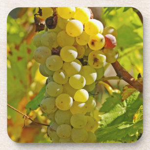 Porta-copo Algumas Chasselas na vinha - plantadas há muito te
