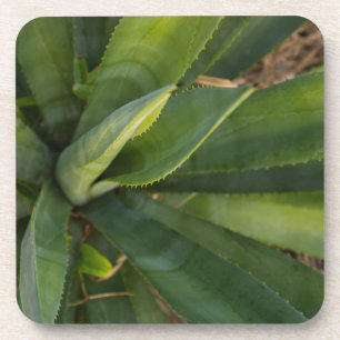 Porta-copo Aloe Vera