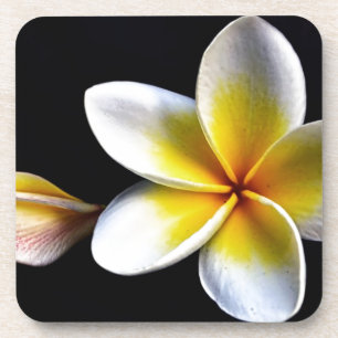 Porta-copo Aloha o Frangipani havaiano floresce Plumerias