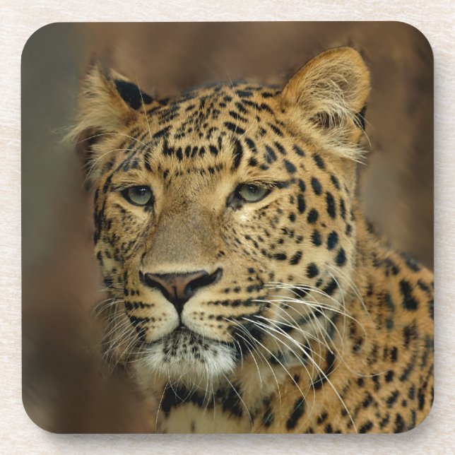Porta-copo Amantes de Leopardo Arte (Frente)