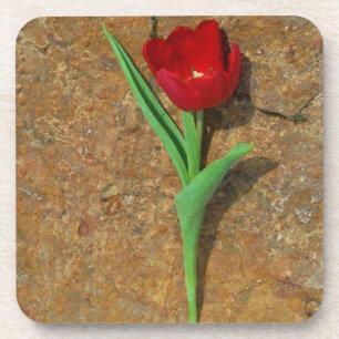 Porta-copo amarelo e Red Tulip