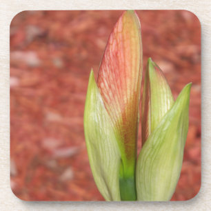 Porta-copo Amaryllis Amêndoa de flor da Apple