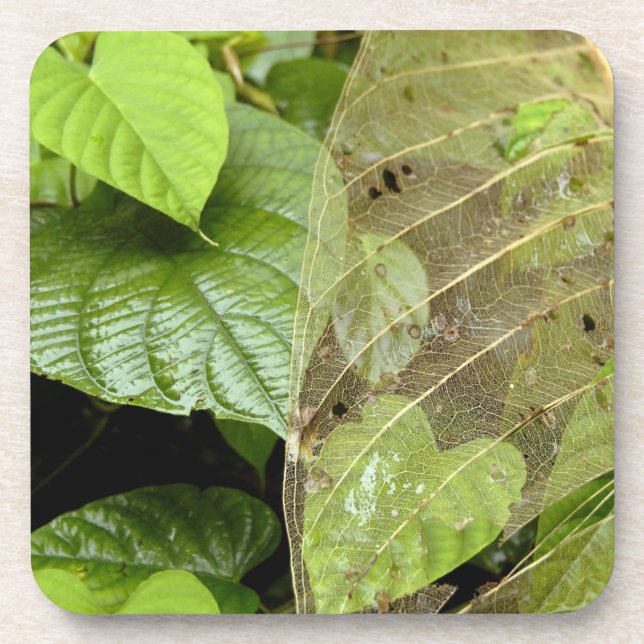 Porta-copo América Central, Costa Rica, Sarapiqui, Braulio (Frente)