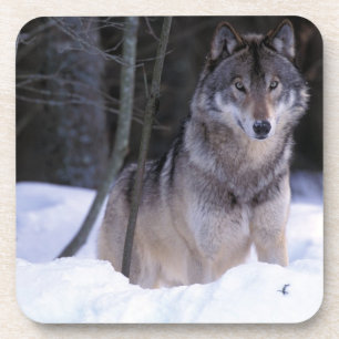 Porta-copo América do Norte, Canadá, Canadá Oriental, Lobo ci