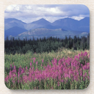 Porta-copo América do Norte, Canadá, Yukon. Flora de fireweed