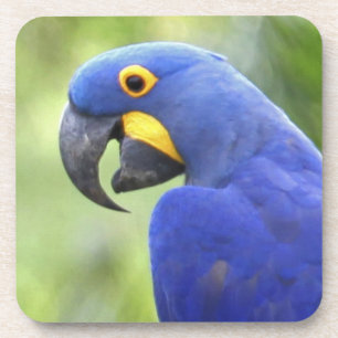 Porta-copo América do Sul, Brasil, Pantanal