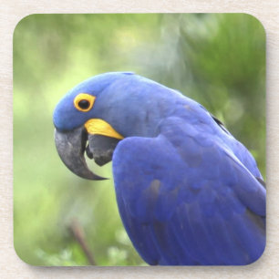 Porta-copo América do Sul, Brasil, Pantanal