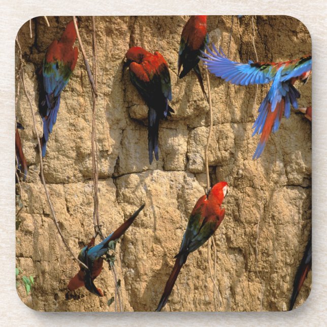 Porta-copo América do Sul, Peru, Manu National Park (Frente)