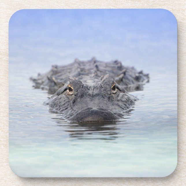 Porta-copo American Alligator – Lake Apopka Wildlife Drive (Frente)