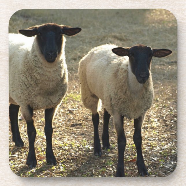 Porta-copo Amiga Suffolk Sheep Pasture Barnyard Late Sun (Frente)