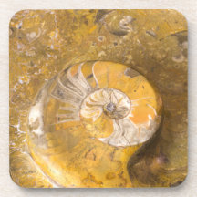 Ammonite e Fósseis em Rock Nature Fotografia