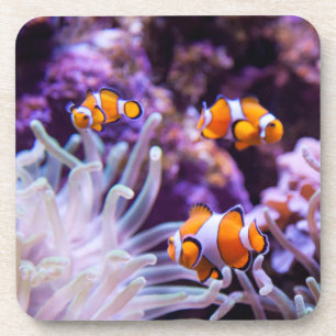 Porta-copo Amphiprion Ocellaris de Ocellaris Clownfish  