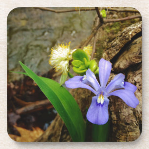 Porta-copo Anã-Caverna-Iris, flor branca púrpura azul-púrpura