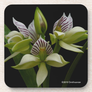 Porta-copo Anacheilium Chacoense