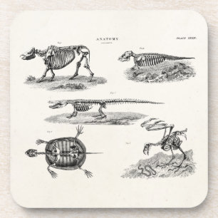 Porta-copo Anatomia antiga dos esqueletos animais dos 1800s