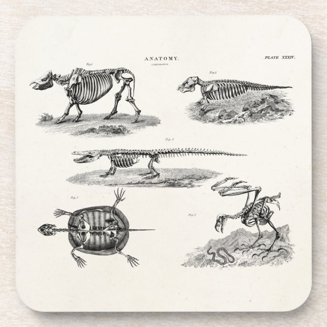 Porta-copo Anatomia antiga dos esqueletos animais dos 1800s (Frente)