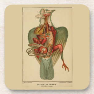 Porta-copo Anatomia de um Pombo