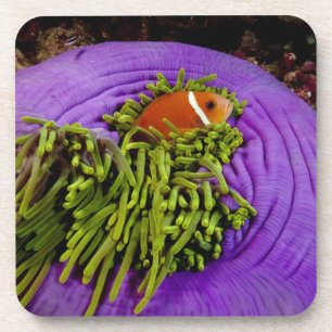 Porta-copo Anemonefish e grande anêmona