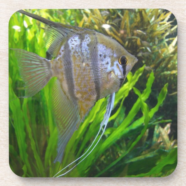 Porta-copo Angel Fish (Frente)