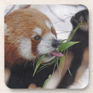 Porta-copo animal impresso panda vermelho fofo