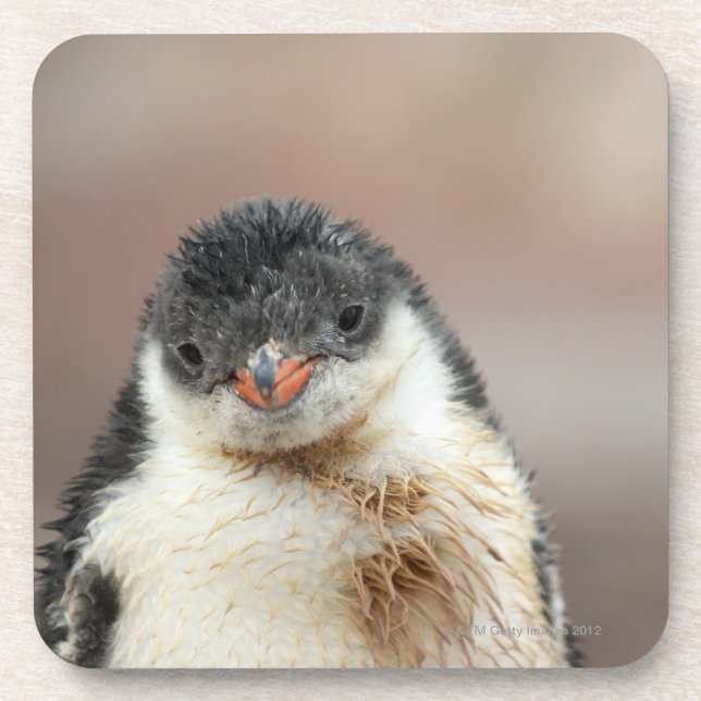 Porta-copo Antárctico (Frente)