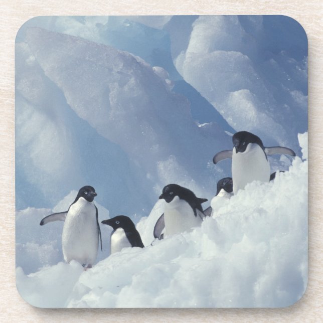 Porta-copo Antártica. Pinguins addeliados (Frente)