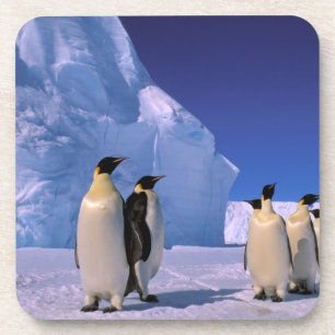 Porta-copo Antártica, Território Antártico Australiano, 7