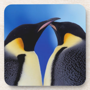 Porta-copo Antártida, Pinguins-imperadores