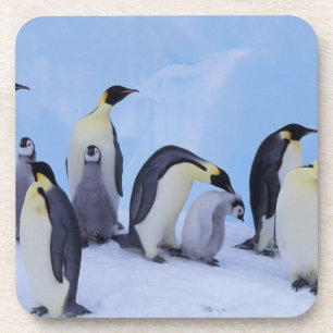 Porta-copo Antártida, Pinguins Imperadores