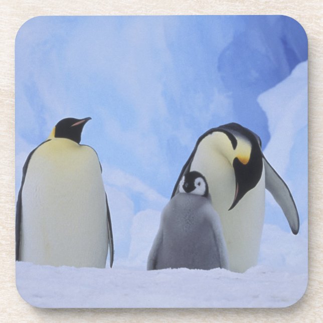 Porta-copo Antártida. Pinguins-imperadores e filhote (Frente)
