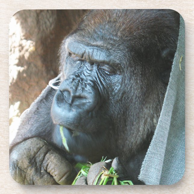 Porta-copo Ape hood ~ Japonês Gorilla Eating (Frente)