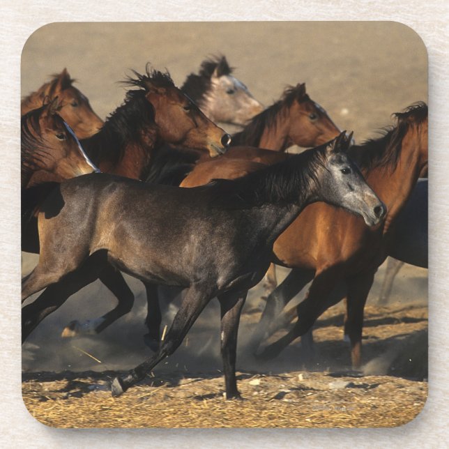 Porta-copo Árabes que funcionam no deserto (Frente)