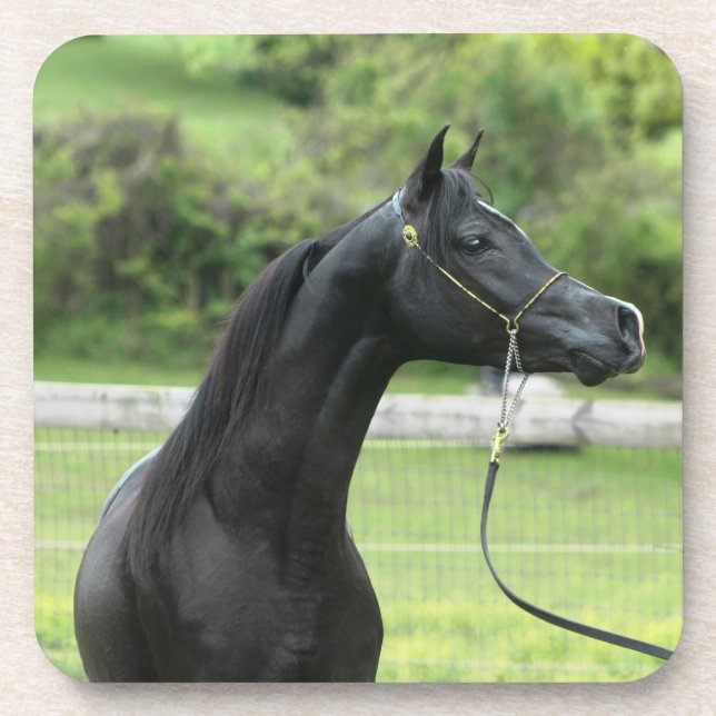 Porta-copo Arabian do preto em portas copos (Frente)