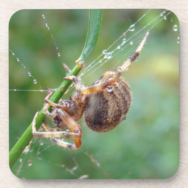 Porta-copo Araneus - Orb Weaver Spider (Frente)