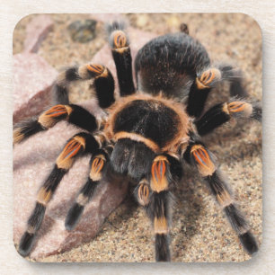 Porta-copo Aranha Vermelha Mexicana Tarantula