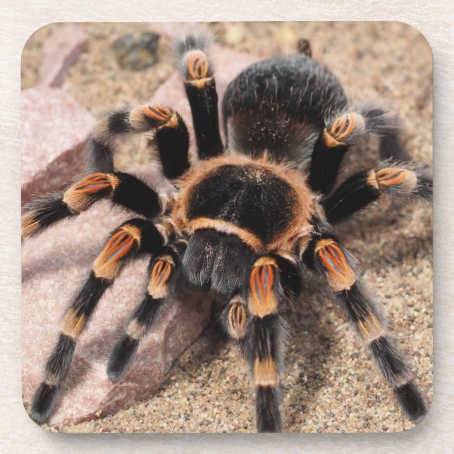Porta-copo Aranha Vermelha Mexicana Tarantula (Frente)