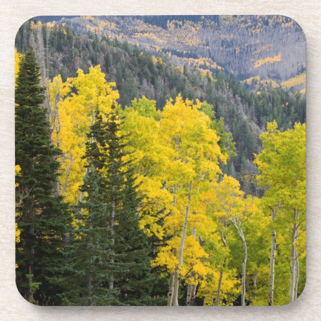 Porta-copo Árvores de Aspen (Populus Tremuloides) E Coníferas (Frente)