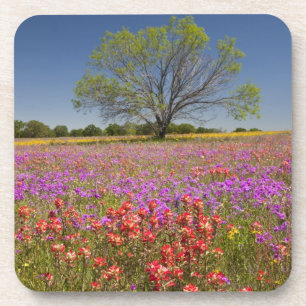 Porta-copo Árvores de mesquite de primavera crescendo em flor
