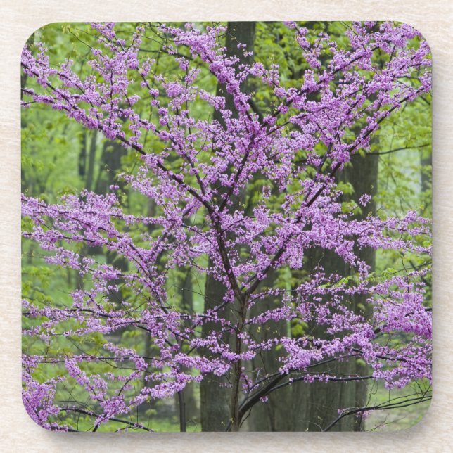 Porta-copo Árvores Redbud em plena floração de primavera pert (Frente)