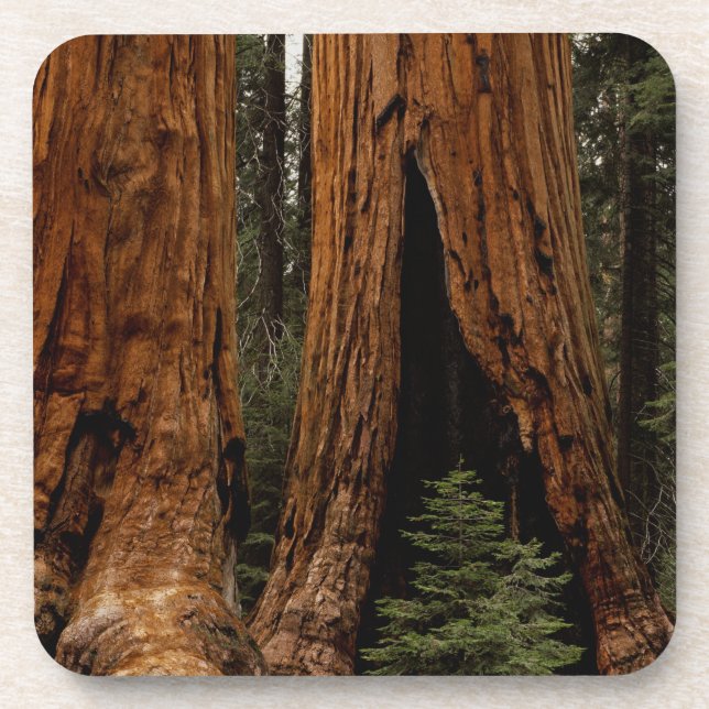 Porta-copo Árvores Redwood, Parque Nacional Sequoia. (Frente)