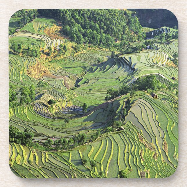 Porta-copo Ásia, China, Yunnan, Yuanyang. Padrão de verde (Frente)