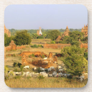 Porta-copo Ásia, Mianmar (Birmânia), Bagan (Pagan). Vacas pas