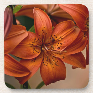 Porta-copo Asiatic Lily