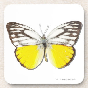 Porta-copo Aspasia de Cepora