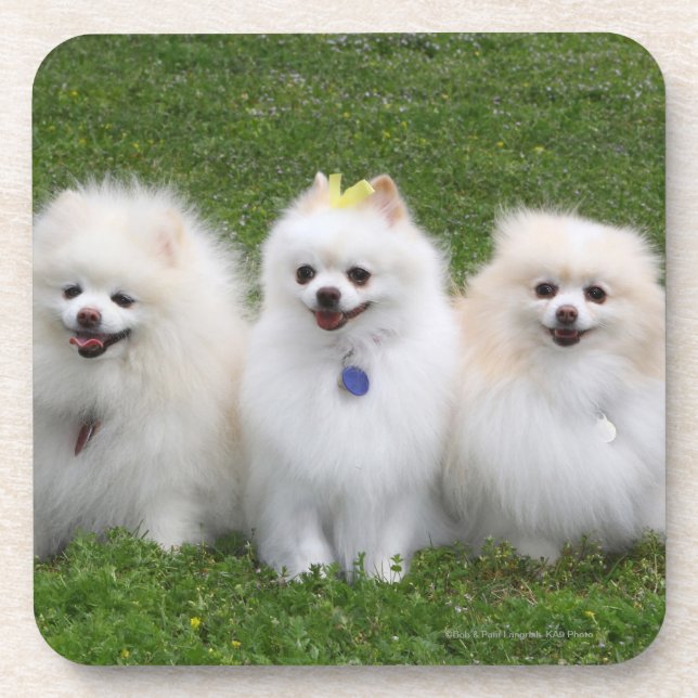 Porta-copo Assento de 3 Pomeranians (Frente)