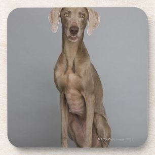 Porta-copo Assento de Weimaraner, tiro do estúdio