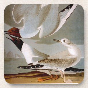Porta-copo Audubon: A gaivota de Bonaparte