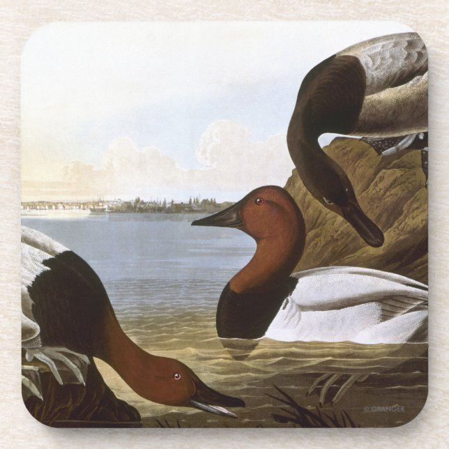 Porta-copo Audubon: Canvasback (Frente)
